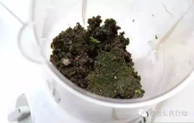 苔藓培植