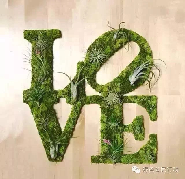 苔藓栽培