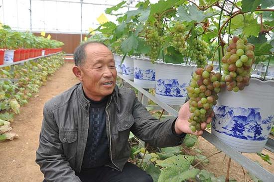 山东平度:农民引种盆栽葡萄长出好“钱”景