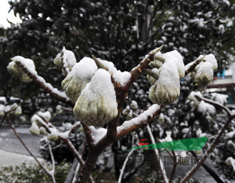 杭州白雪飘舞 映出浓浓年味