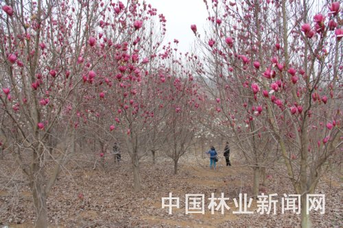 河南南召:让花木产业借玉兰花腾飞