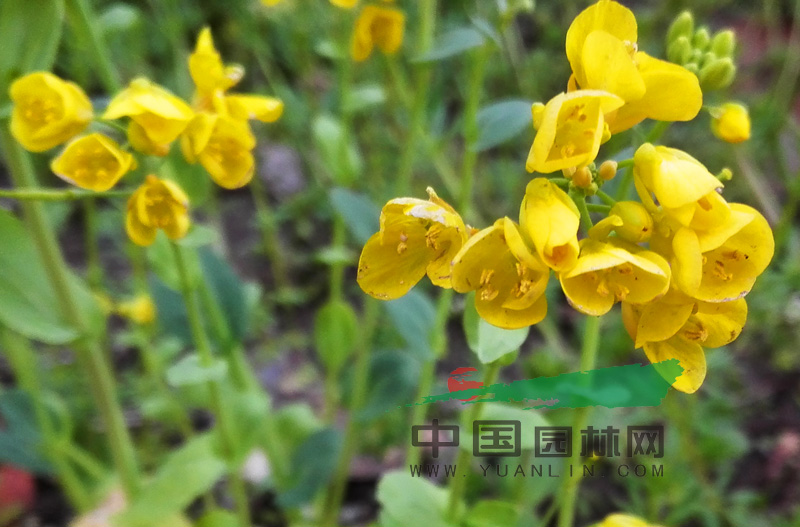 油菜花中间的花蕊弯曲着凑在一块,仿佛在说着悄悄话.