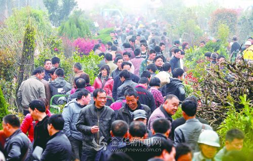 浙江金华:苗木种植户 每天“赶大集”