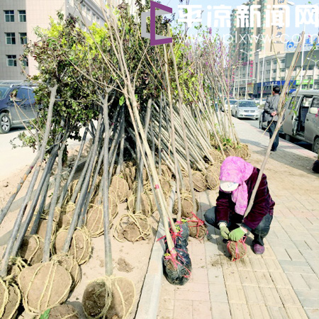 甘肃平凉:苗木播绿正当时