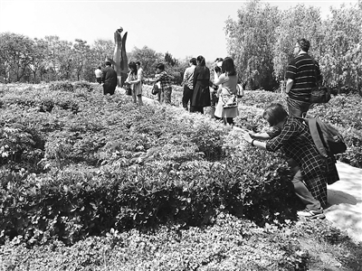 河南鄢陵:花木王国生态游