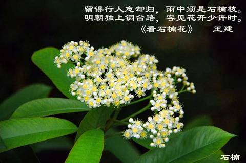 石楠树