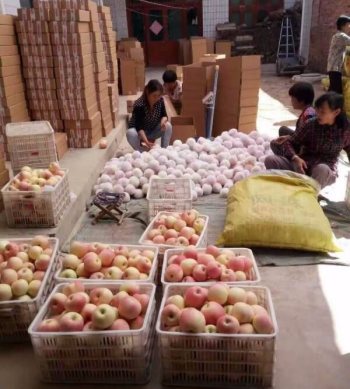 张唐琳的网店8月份就卖出苹果5万多斤