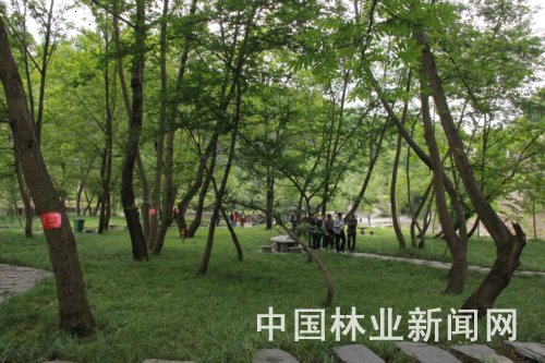 竹溪汇湾镇枫杨林湿地公园