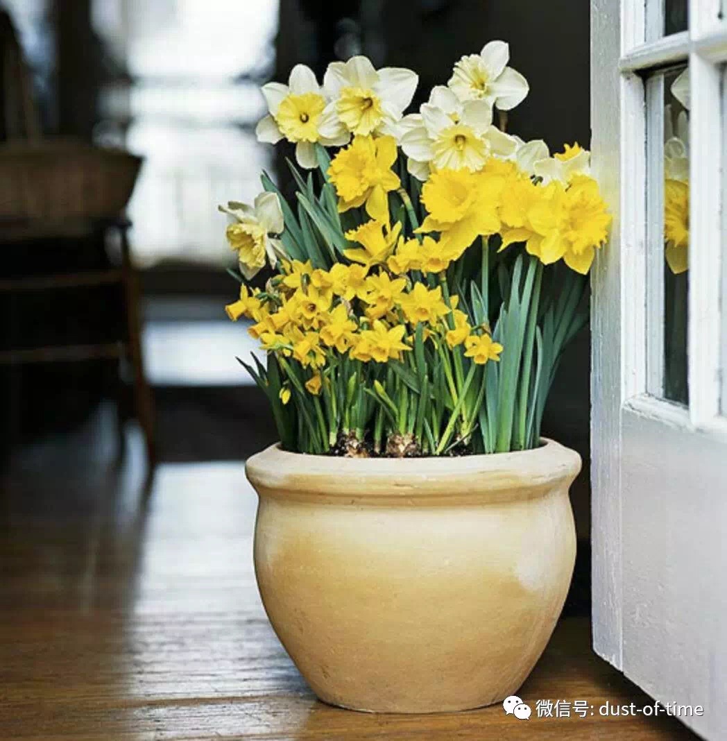 19.jpg 园艺栽培:球根混植盆栽