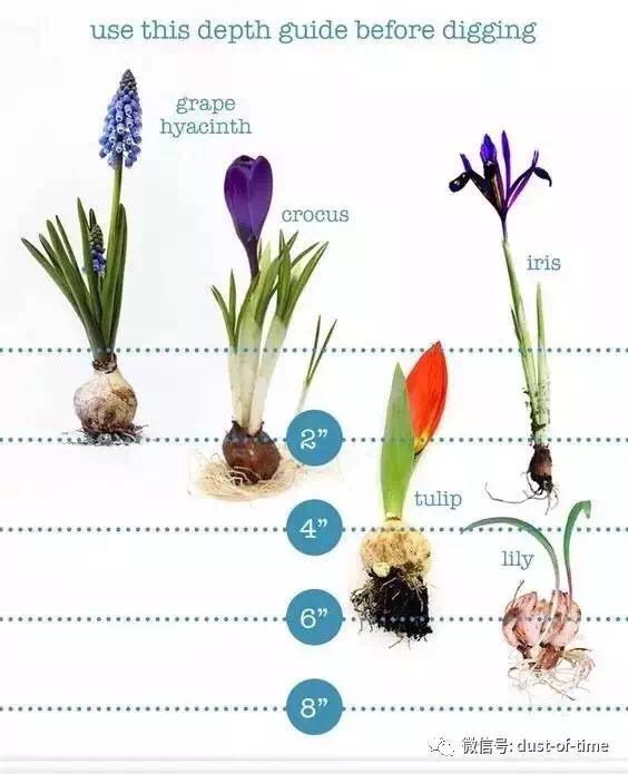 9.jpg 园艺栽培:球根混植盆栽
