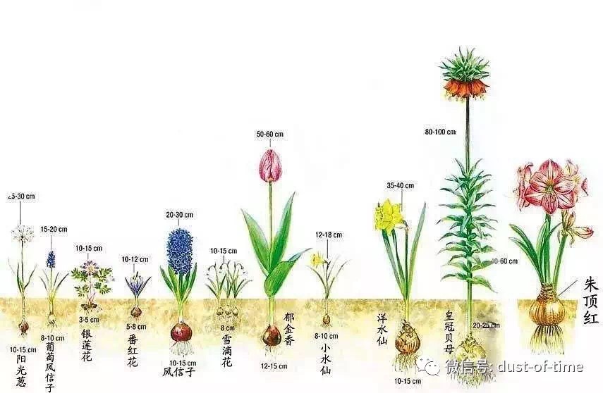 10.jpg 园艺栽培:球根混植盆栽