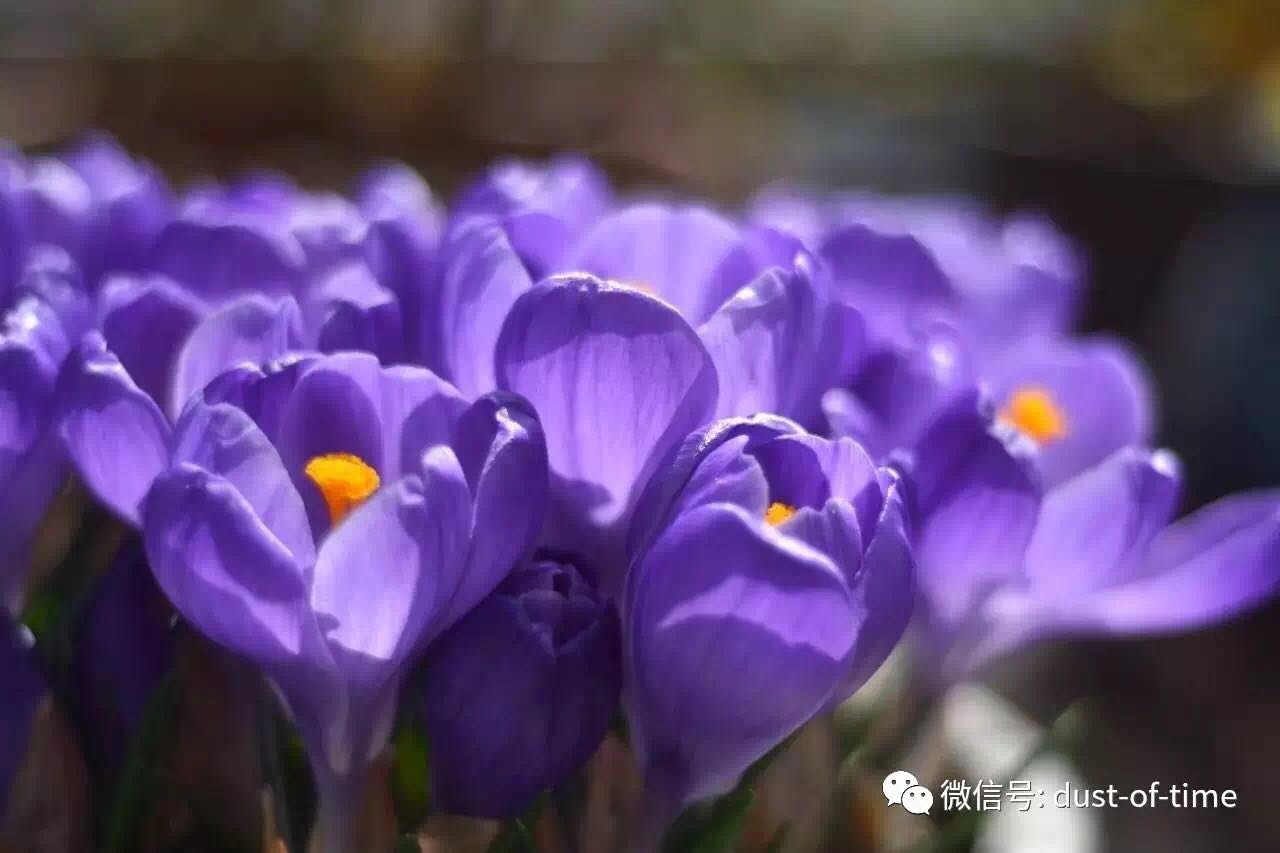 3.jpg 园艺栽培:球根混植盆栽