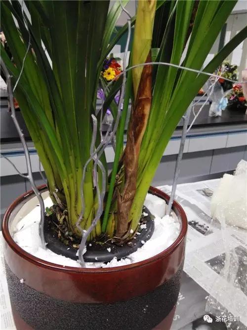 8.jpg 年宵花制作组盆活动