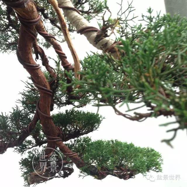 9.jpg 日本盆景素材中国化