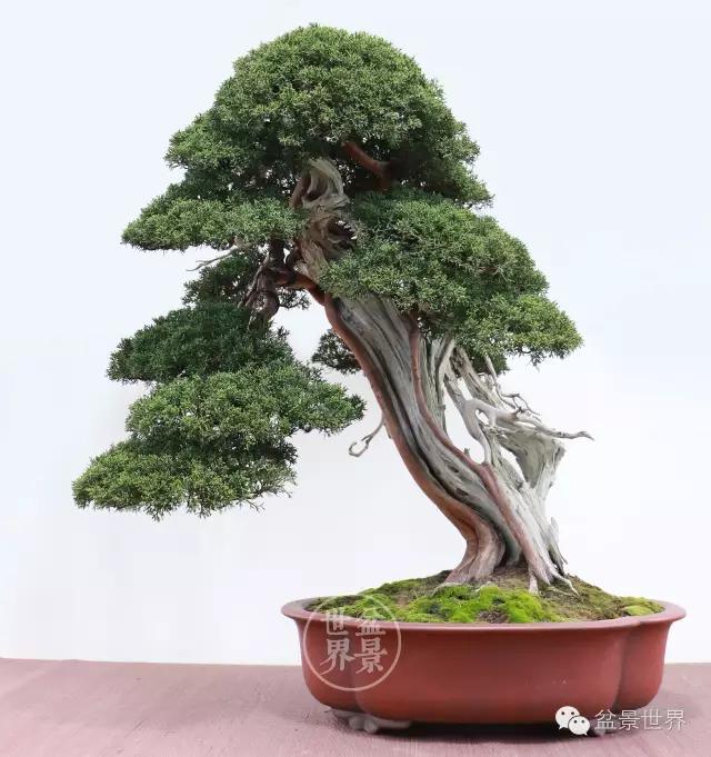16.jpg 日本盆景素材中国化