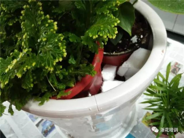 4.jpg 年宵花制作组盆活动