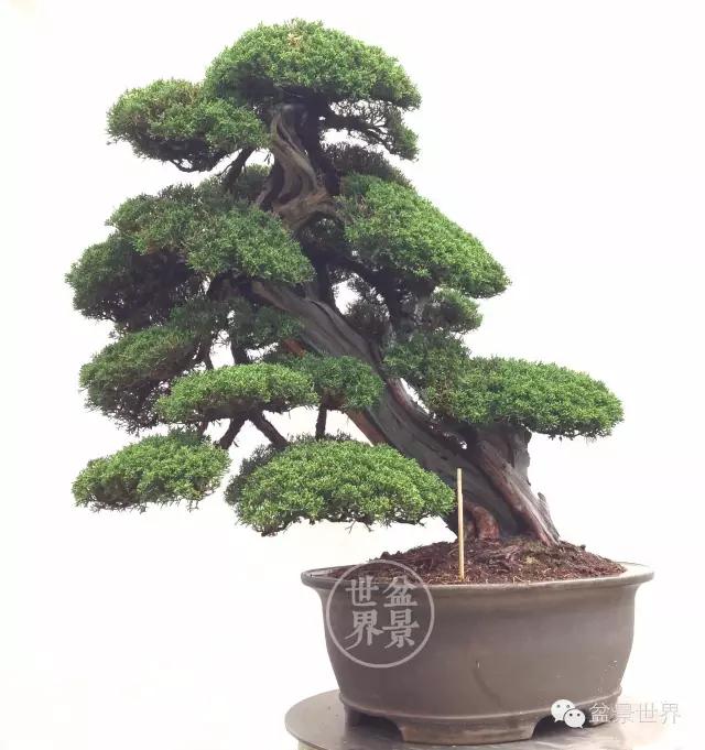 3.jpg 日本盆景素材中国化