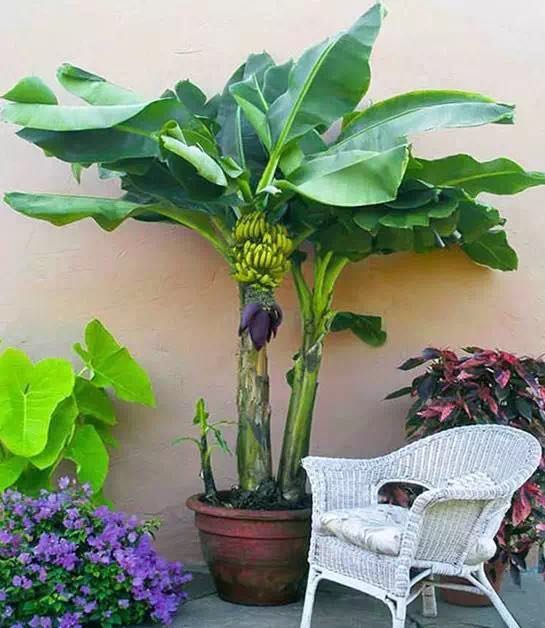 how-do-bananas-grow-the-produce-nerd