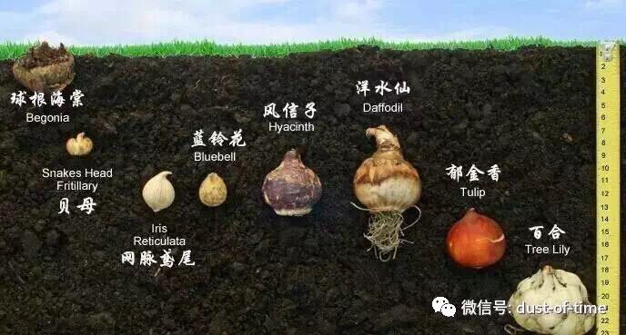 8.jpg 园艺栽培:球根混植盆栽