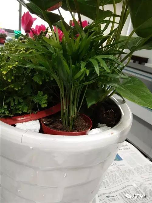 5.jpg 年宵花制作组盆活动