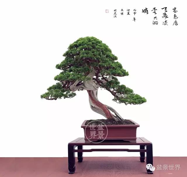 1.jpg 日本盆景素材中国化