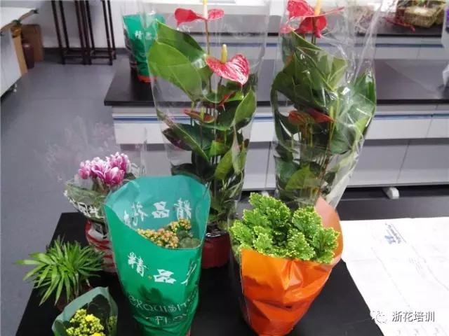 1.jpg 年宵花制作组盆活动