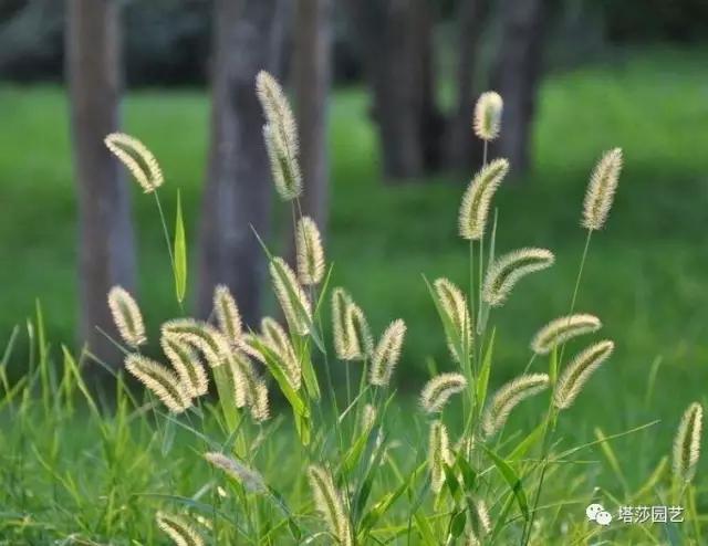 狗尾草