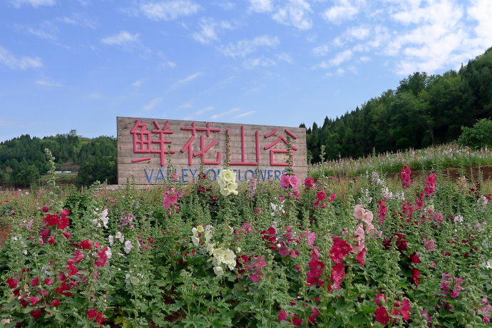 浪漫"鲜花山谷"从遇见植物猎人开始