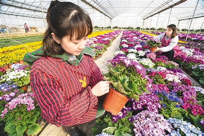 江苏:花农在家门口"花卉工厂"培育花卉