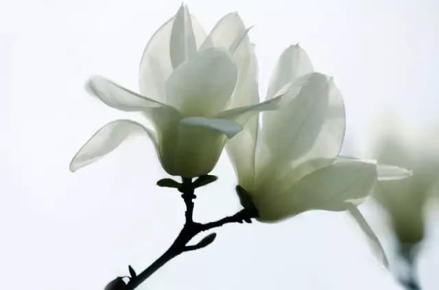 23.jpg ´ºÅ¯»¨¿ª£¬×öÒ»¸ö¿ìÀֵġ°»¨³Õ¡±