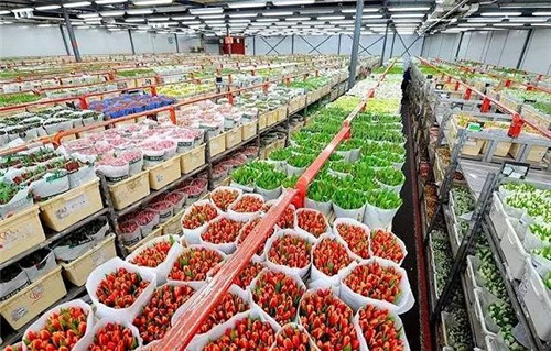 阿斯梅尔鲜花拍卖市场