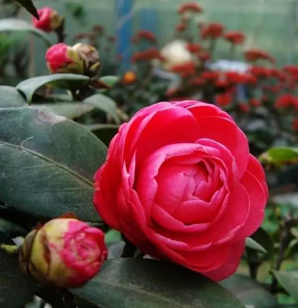茶花落蕾、不開花，老花匠來幫你