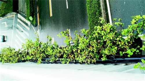 汪家墩天桥栏杆外的金银花,已看不到多少花苞.jpg