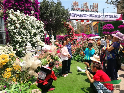 走进苗乡昆明宜良花街 探云南苗木花卉产业发展风向