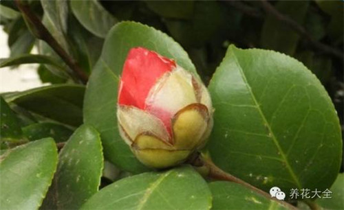 茶花落蕾、不開花，老花匠來幫你