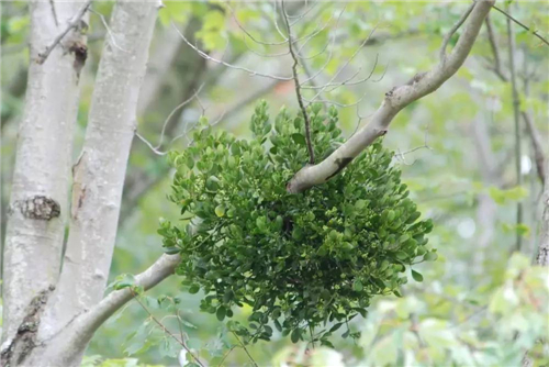 “不要土”的附生植物，種植物更自由