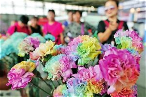 七彩康乃馨亮相昆明国际花卉展