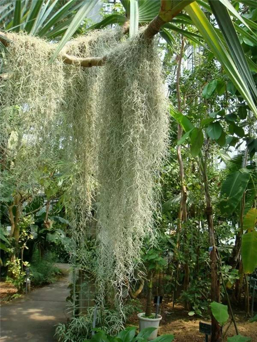 "不要土"的附生植物,种植物更自由