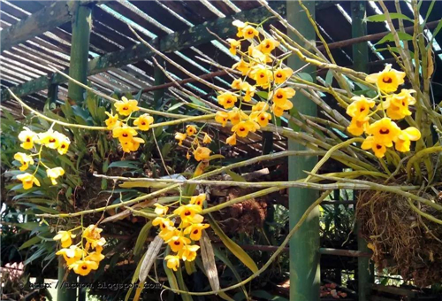 “不要土”的附生植物，種植物更自由