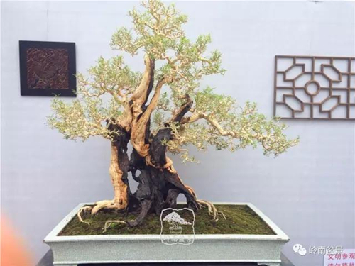 盆景结顶 盆景艺术:盆景的结顶