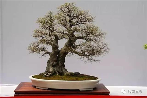 盆景结顶 盆景艺术:盆景的结顶