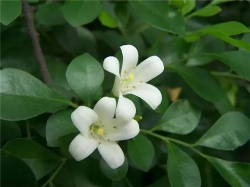 家庭養(yǎng)花：這些香飄滿屋的植物