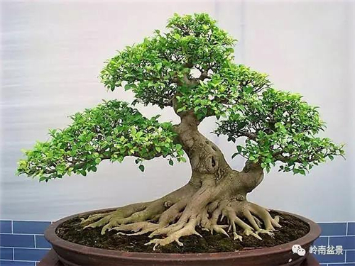 盆景结顶 盆景艺术:盆景的结顶
