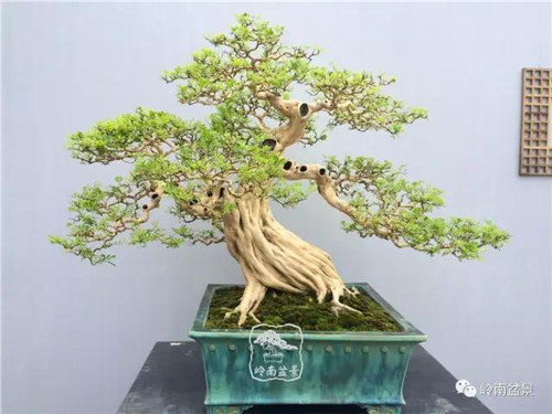 盆景艺术:盆景的结顶