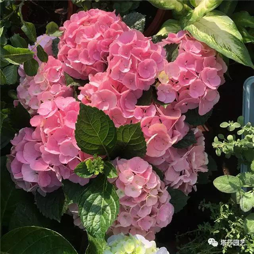3.jpg 家庭养花:不想错过明年花球 绣球修剪赶紧开始学会吧