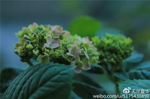 9.jpg 家庭养花:不想错过明年花球 绣球修剪赶紧开始学会吧
