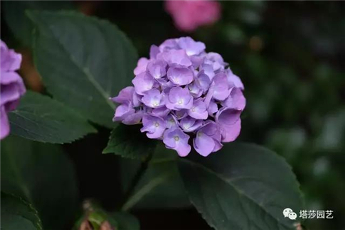 5.jpg 家庭养花:不想错过明年花球 绣球修剪赶紧开始学会吧