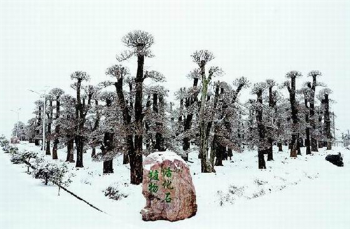 雪中对节白蜡