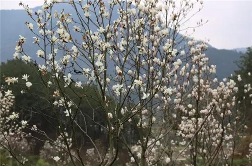 罗田玉兰