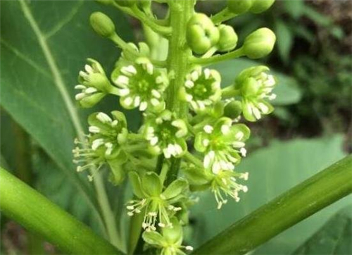 该植物被命名为“鄂西商陆”